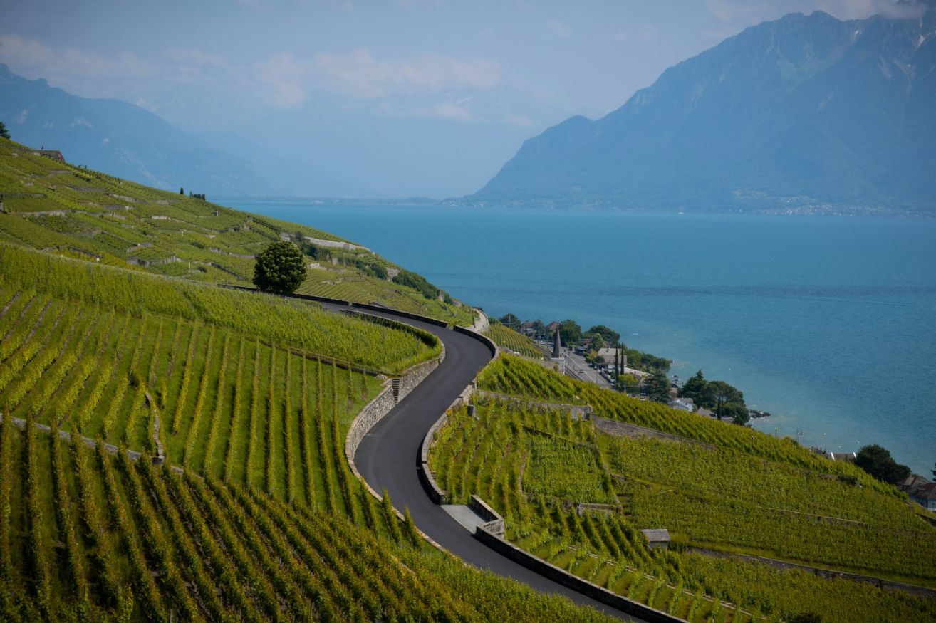 Swiss Vineyard Landscape